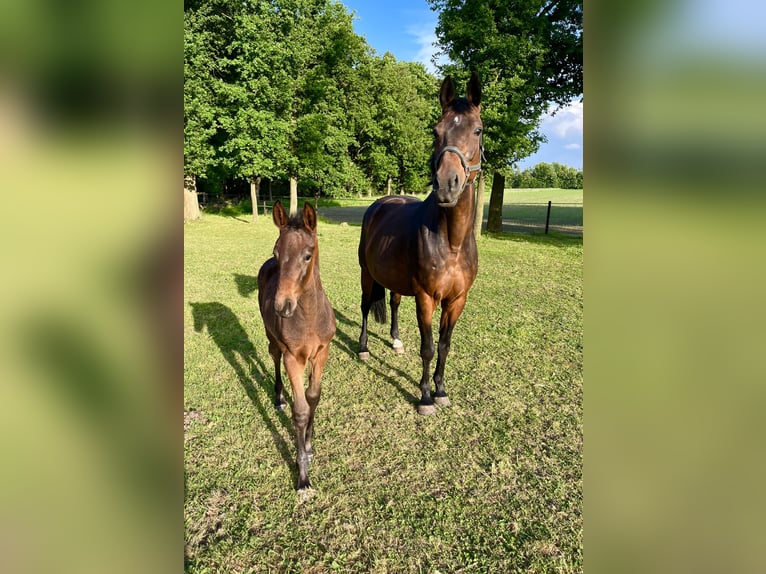 Oldenburg Stallone  Baio nero in Gescher