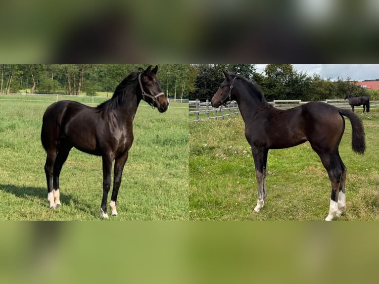 Oldenburg Stallone Puledri (03/2026) Baio nero in Lengerich