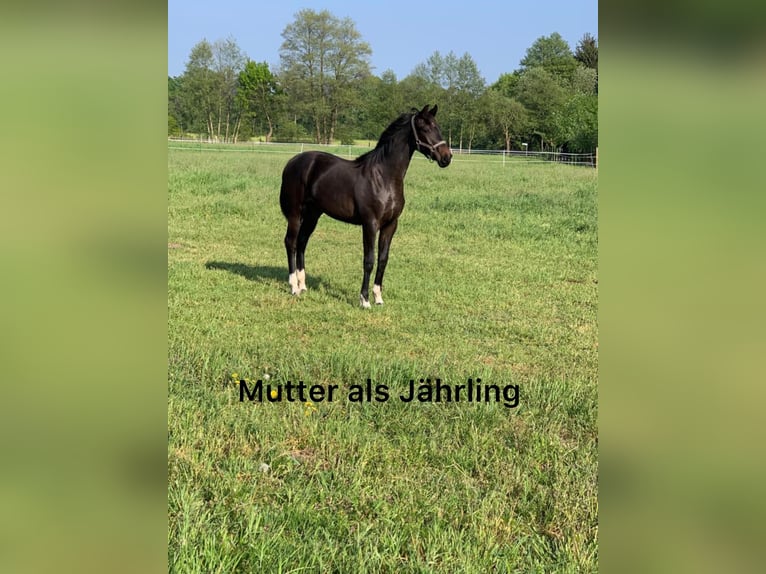 Oldenburg Stallone Puledri (03/2026) Baio nero in Lengerich