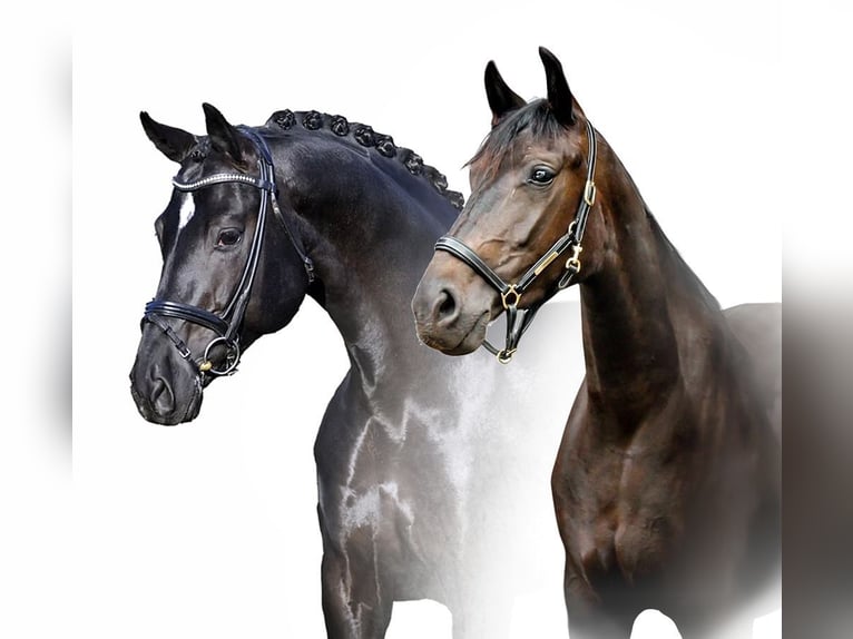 Oldenburg Stallone Puledri (03/2026) Baio nero in Lengerich