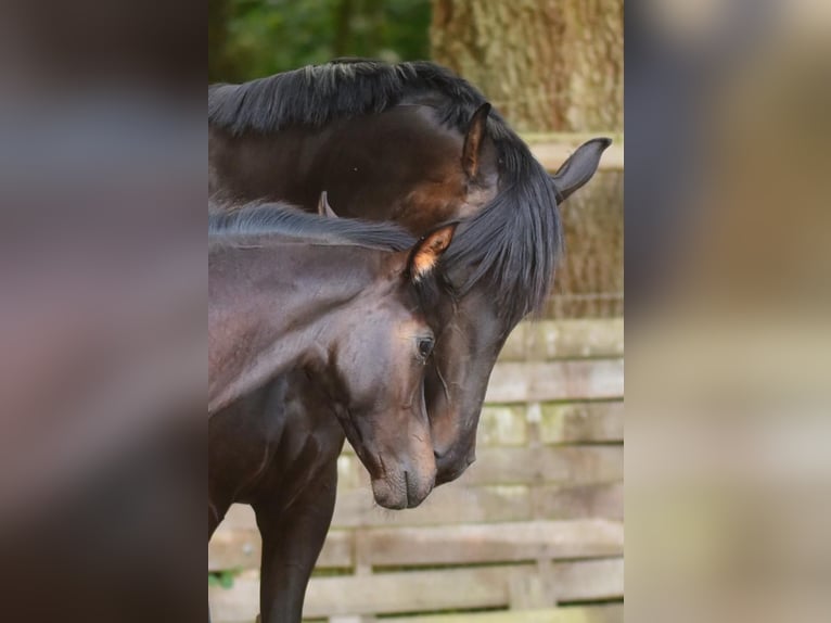 Oldenburg Stallone Puledri (04/2026) Baio nero in Wildeshausen