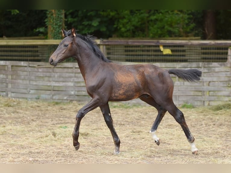 Oldenburg Stallone Puledri (04/2026) Baio nero in Wildeshausen