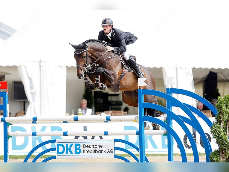Oldenburg Stallone Puledri (05/2026) Baio nero in Großenkneten