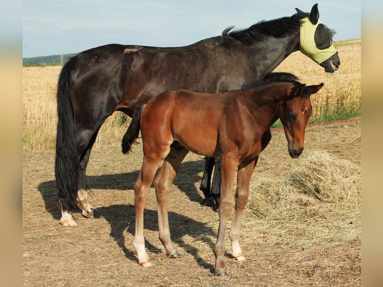 Oldenburg Stallone Puledri (06/2025) Baio scuro in Hildesheim