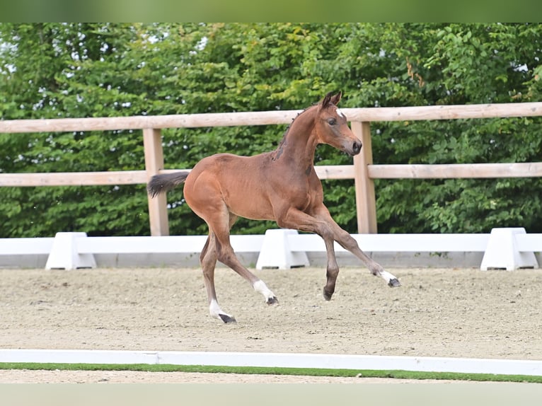Oldenburg Stallone Puledri (05/2025) Baio scuro in Emstek