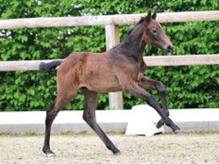 Oldenburg Stallone Puledri (03/2026) Baio scuro in Vechta