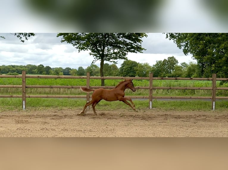 Oldenburg Stallone Puledri (04/2026)  in Lindern (Oldenburg)