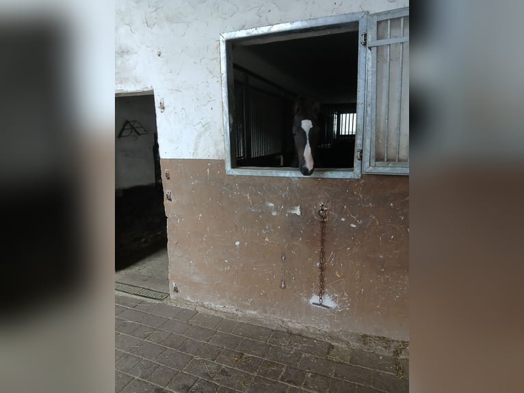 Oldenburg Stallone Puledri (01/2025) in M&#xFC;cke