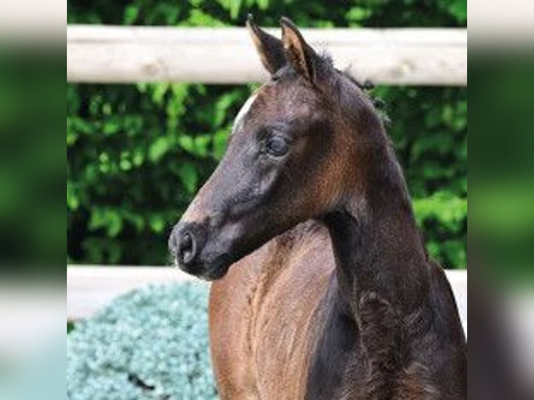 Oldenburg Stallone Puledri (04/2026) Falbo baio in Vechta