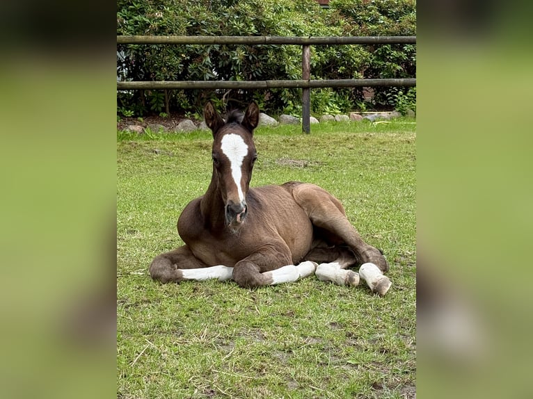 Oldenburg Stallone Puledri (05/2026) Grigio in Barum