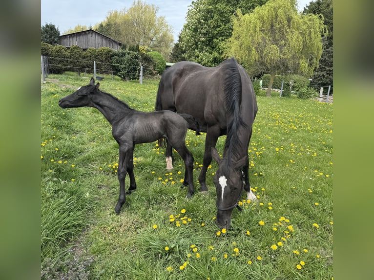 Oldenburg Stallone Puledri (05/2026) Morello in Hohen Viecheln OT Moltow