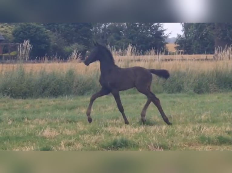 Oldenburg Stallone Puledri (05/2026) Morello in Twistringen