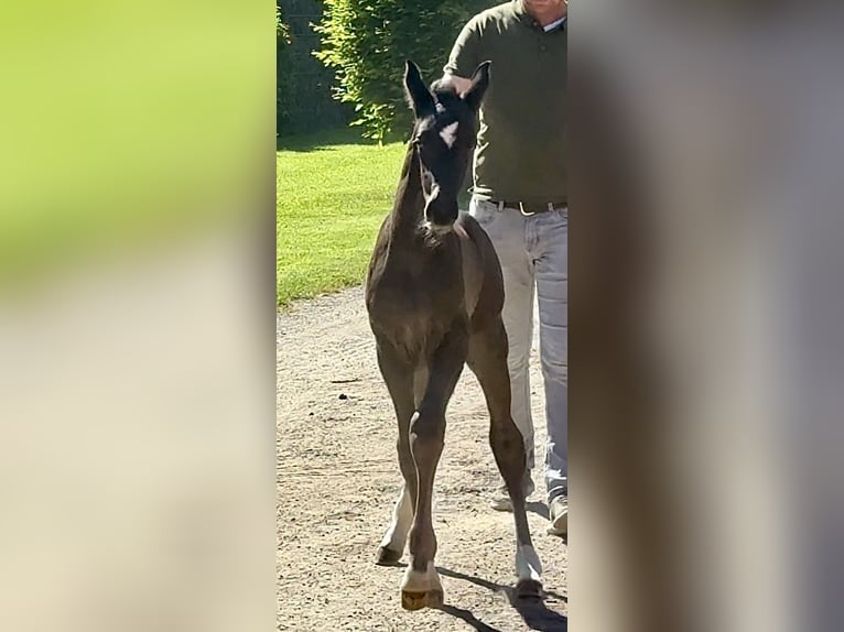 Oldenburg Stallone Puledri (03/2026) Morello in Vechta