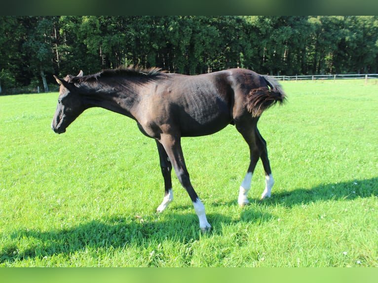 Oldenburg Stallone Puledri (04/2025) Morello in Westerstede