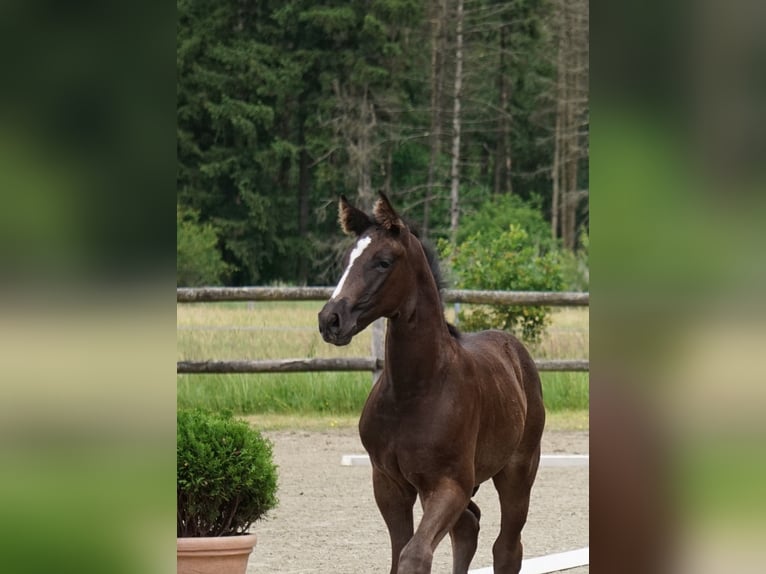 Oldenburg Stallone Puledri (04/2026) Morello in Bargteheide
