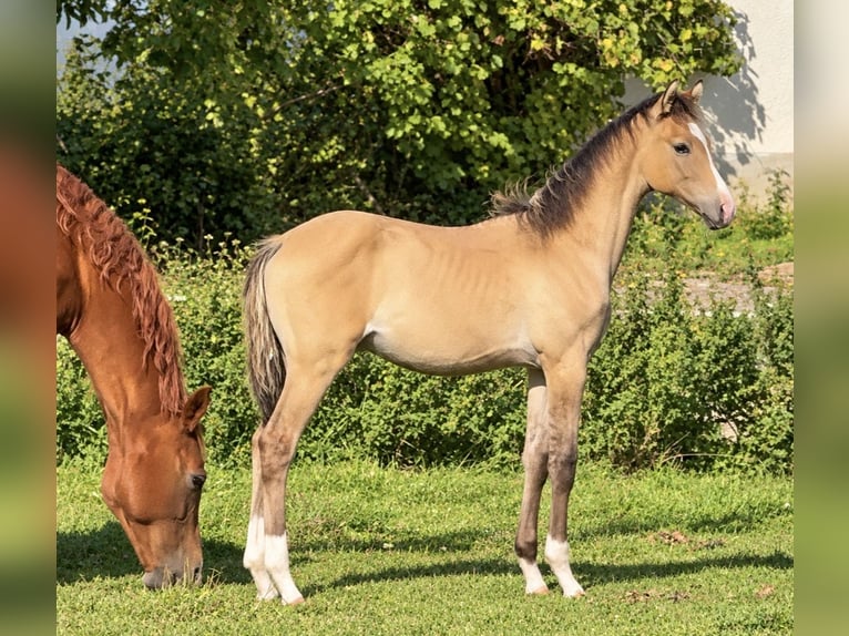 Oldenburg Stallone Puledri (05/2026) Pelle di daino in Schönthal