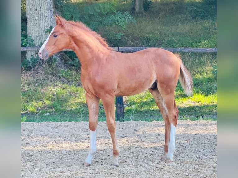 Oldenburg Stallone Puledri (05/2025) Sauro in Goldenbow