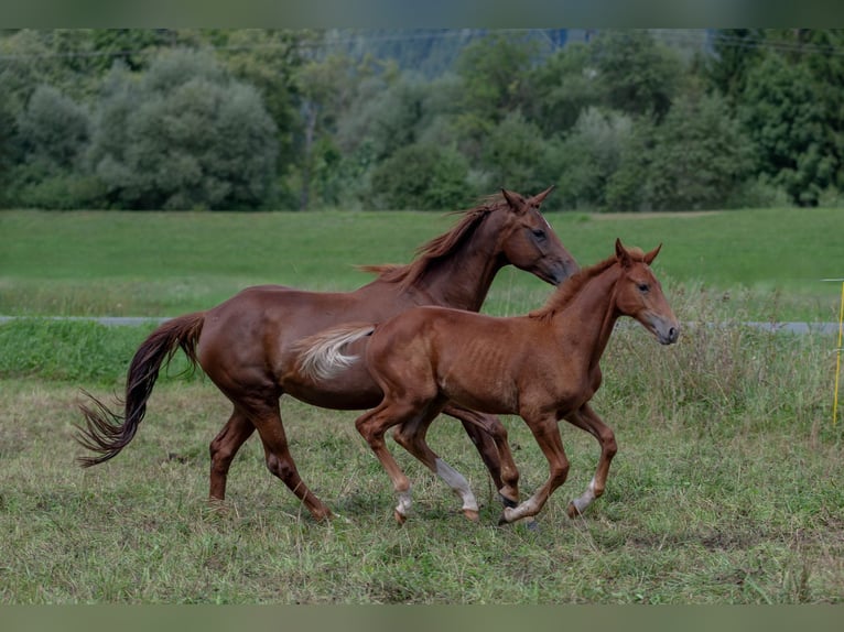 Oldenburg Stallone Puledri (04/2025) Sauro in Jenig
