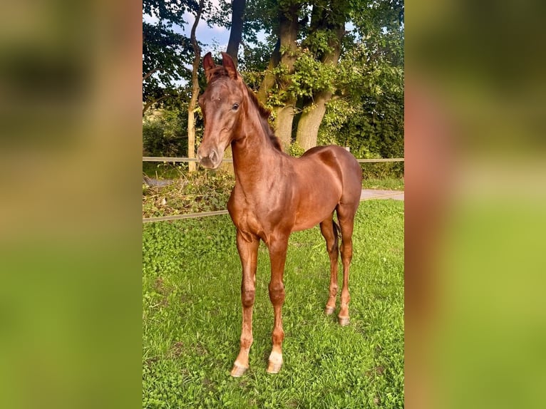 Oldenburg Stallone Puledri (05/2026) Sauro scuro in Bad Iburg