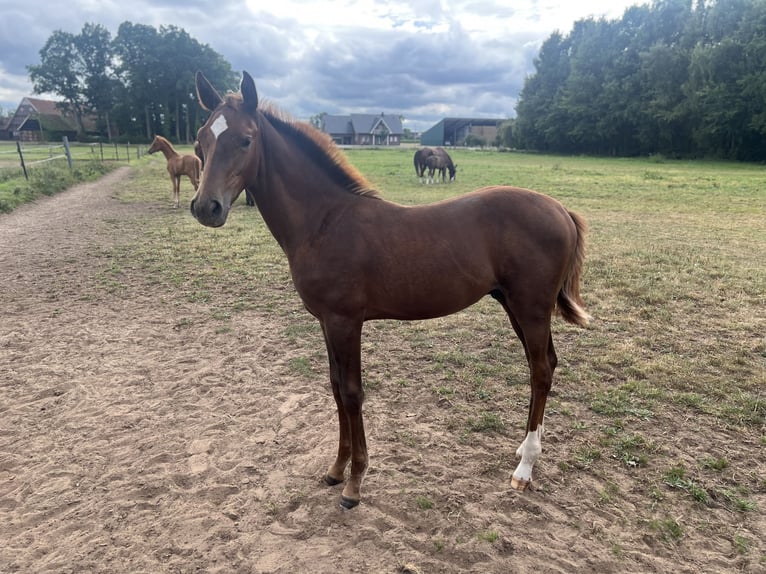 Oldenburg Stallone Puledri (05/2025) Sauro scuro in Badbergen