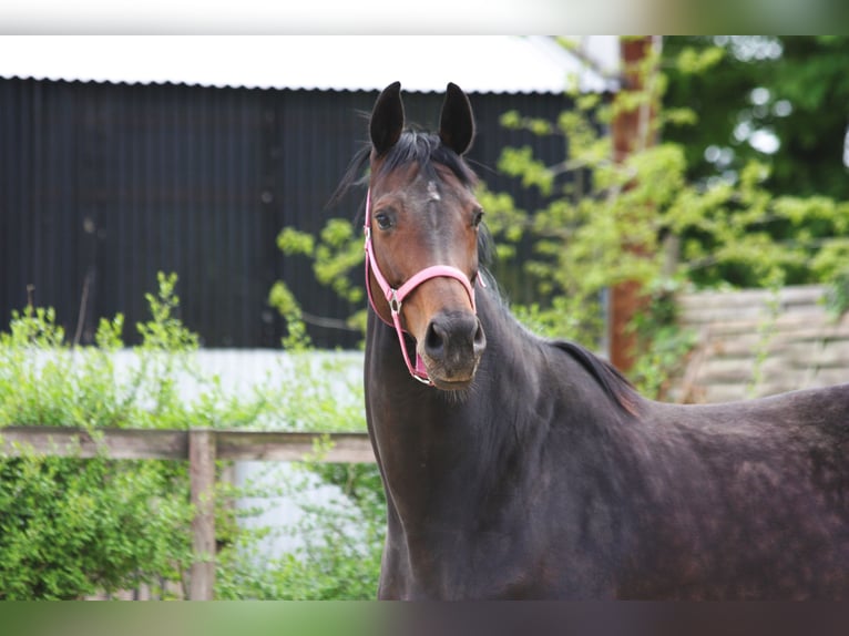 Oldenburg Unknown Foal (04/2026) 17 hh  in Ganderkesee