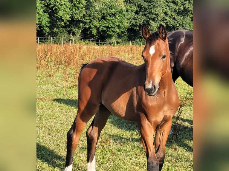 Oldenburg Unknown Foal (04/2026) 17 hh  in Ganderkesee