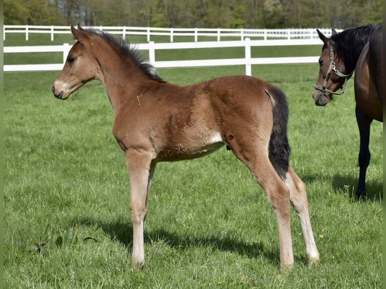 Oldenburgare Hingst 1 år 165 cm Brun in Bad Oldesloe