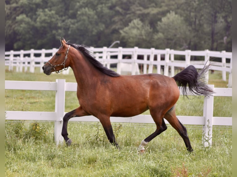 Oldenburgare Hingst 1 år 165 cm Brun in Bad Oldesloe