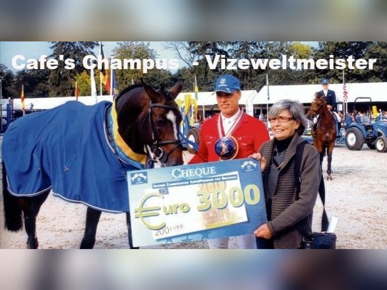 Oldenburgare Hingst 1 år 166 cm Brun in Bramsche