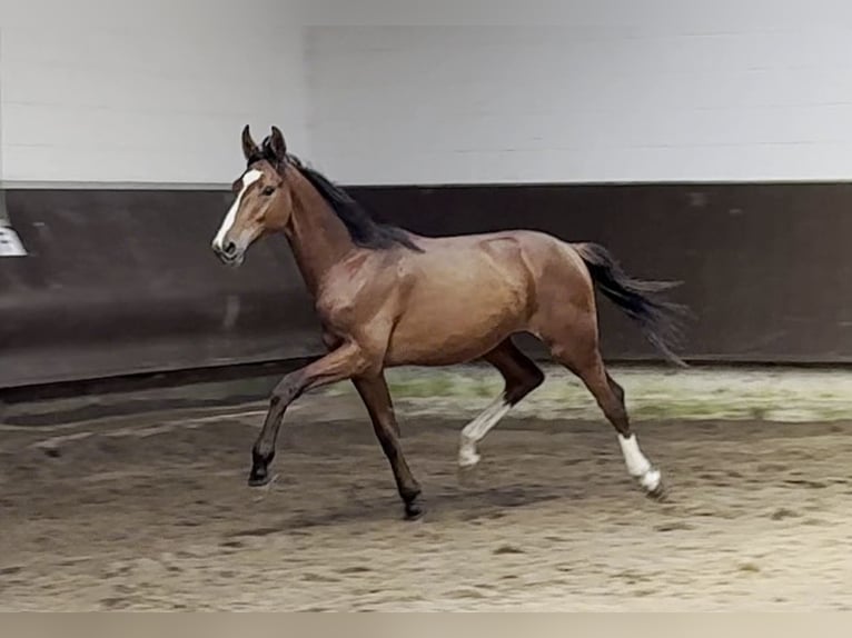 Oldenburgare Hingst 1 år 166 cm Brun in Bramsche