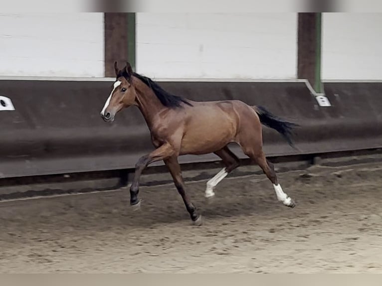 Oldenburgare Hingst 1 år 166 cm Brun in Bramsche