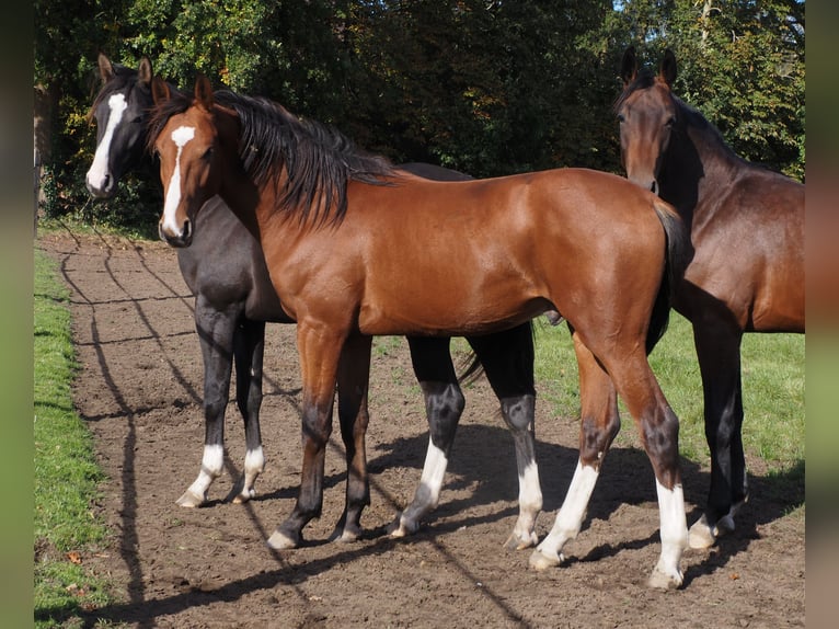 Oldenburgare Hingst 1 år 166 cm Brun in Bramsche