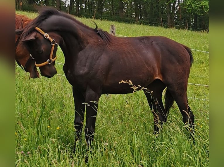 Oldenburgare Hingst 1 år 168 cm Rökfärgad svart in Reichshof