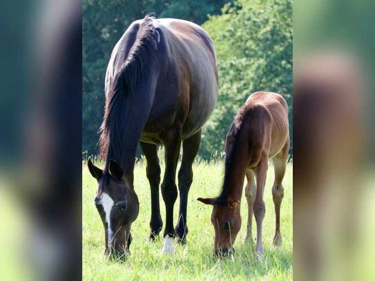 Oldenburgare Hingst 1 år 168 cm Rökfärgad svart in Reichshof