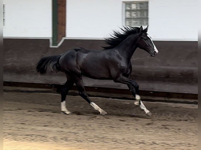 Oldenburgare Hingst 1 år 169 cm Rökfärgad svart in Bramsche