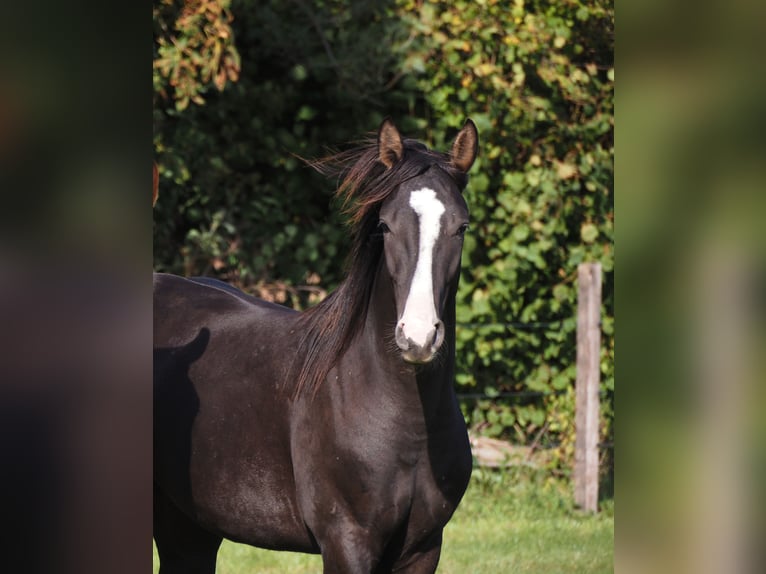 Oldenburgare Hingst 1 år 169 cm Rökfärgad svart in Bramsche