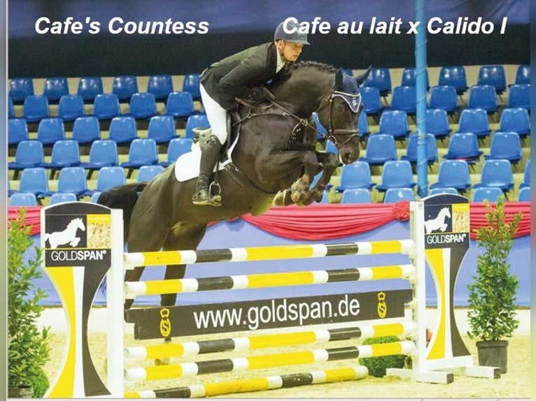 Oldenburgare Hingst 1 år 169 cm Rökfärgad svart in Bramsche