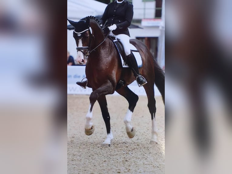 Oldenburgare Hingst 1 år 169 cm Rökfärgad svart in Bramsche