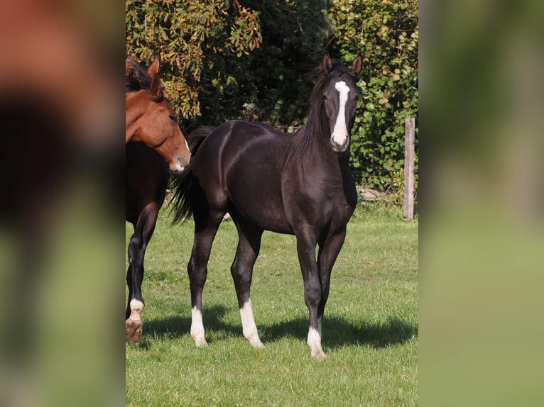 Oldenburgare Hingst 1 år 169 cm Rökfärgad svart in Bramsche