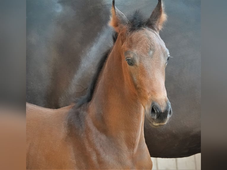 Oldenburgare Hingst 1 år 170 cm Mörkbrun in Rehau