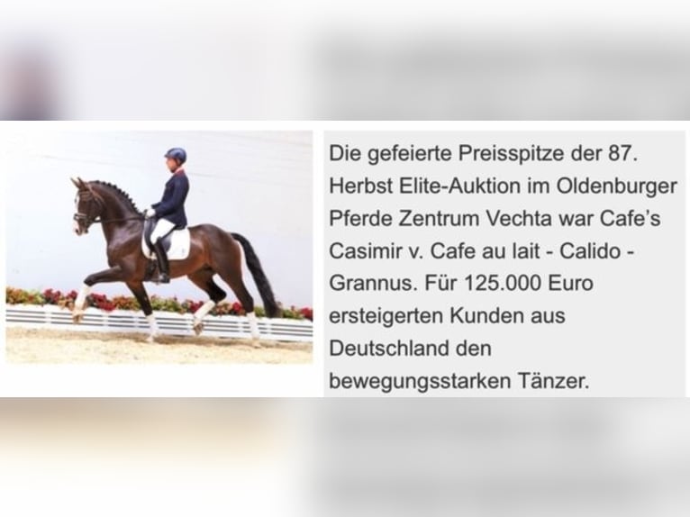 Oldenburgare Hingst 1 år 170 cm Rökfärgad svart in Bramsche
