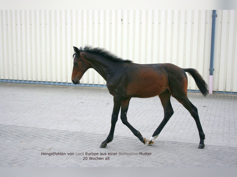 Oldenburgare Hingst 1 år Mörkbrun in Dortmund