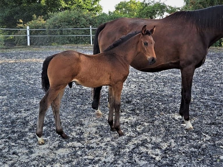 Oldenburgare Hingst 1 år Rökfärgad svart in Hankensbüttel