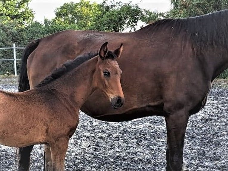 Oldenburgare Hingst 1 år Rökfärgad svart in Hankensbüttel