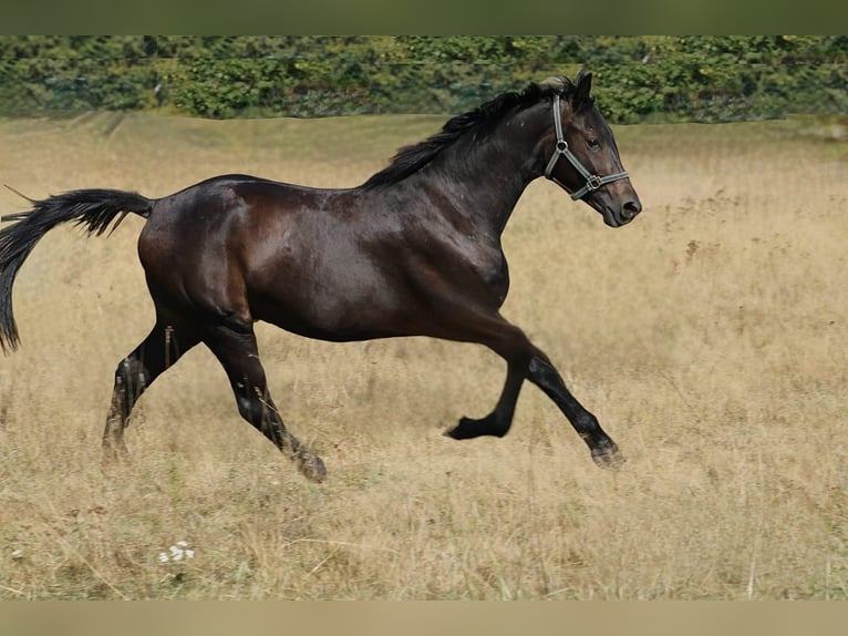 Oldenburgare Hingst 2 år 156 cm Mörkbrun in Radeburg