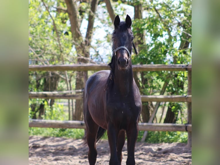 Oldenburgare Hingst 2 år 163 cm Mörkbrun in Radeburg