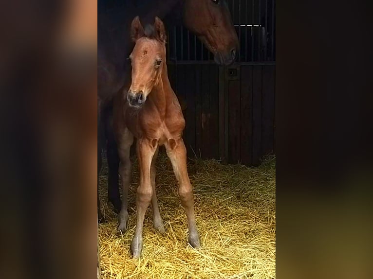 Oldenburgare Hingst 2 år 170 cm Brun in Zwickau