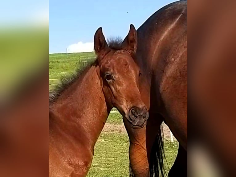 Oldenburgare Hingst 2 år 170 cm Brun in Zwickau