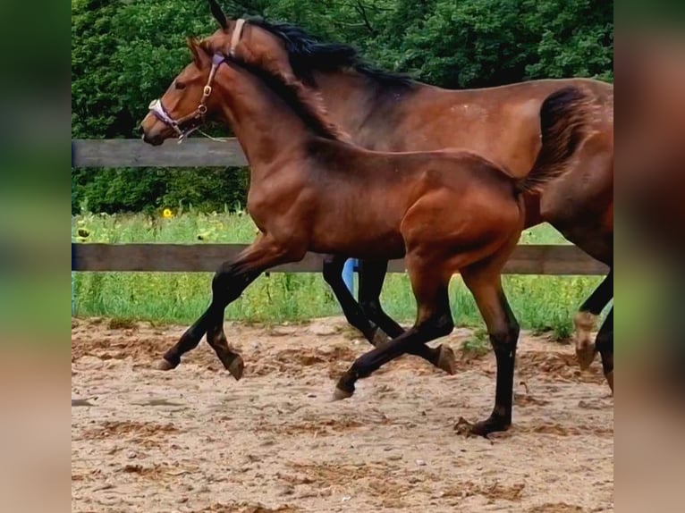 Oldenburgare Hingst 2 år 170 cm Brun in Zwickau