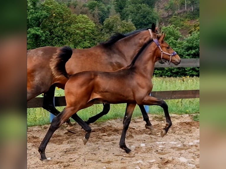 Oldenburgare Hingst 2 år 170 cm Brun in Zwickau